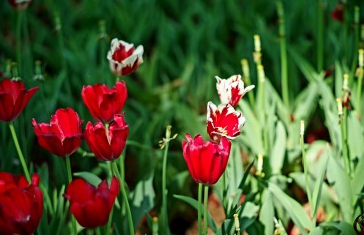春日赏花丨走，去香蜜公园看郁金香！