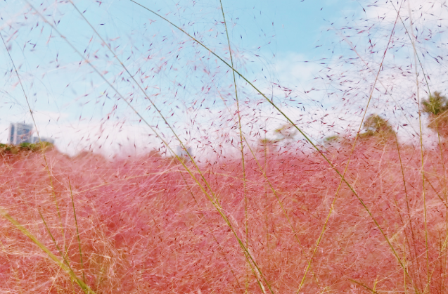 红花山公园-去光明看大片粉红色的“花海洋”