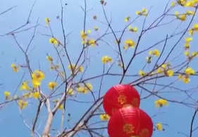 春日赏花丨平湖生态园：最值得一看的黄花风铃木盛景